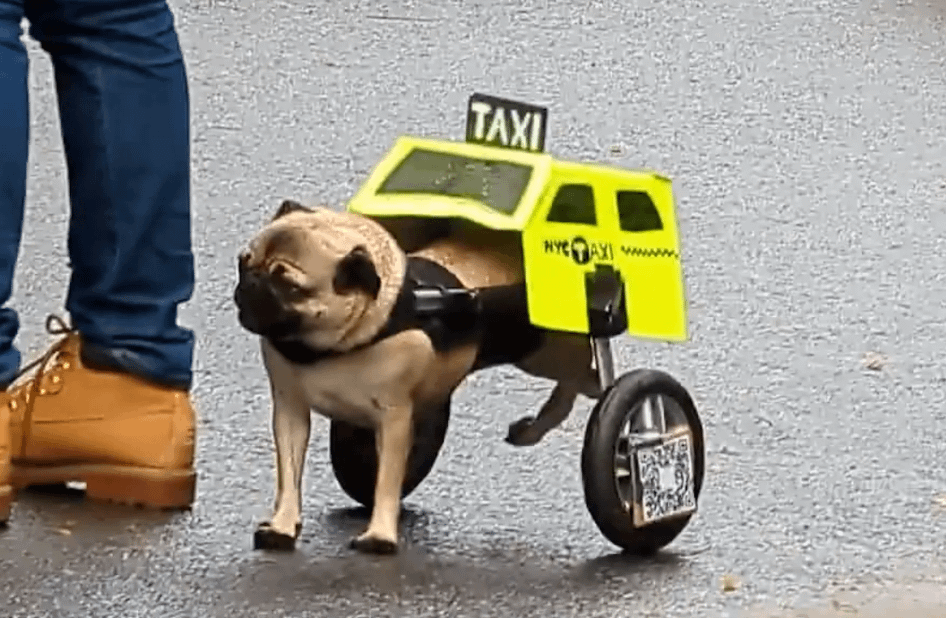 Pierogi the Paralyzed Pug